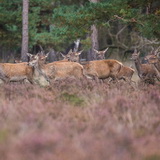 Rutting season in Hoge Veluwe